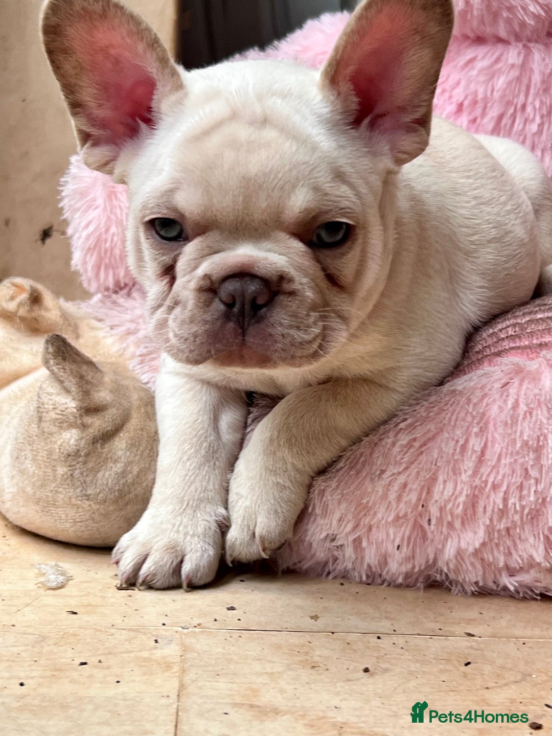 French Bulldog dogs for sale: Beautiful French Bulldog Puppies - Image 14