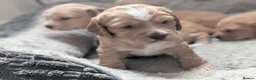 Cocker Spaniel dogs for sale: Working cocker spaniels in Barnsley - Advert 5