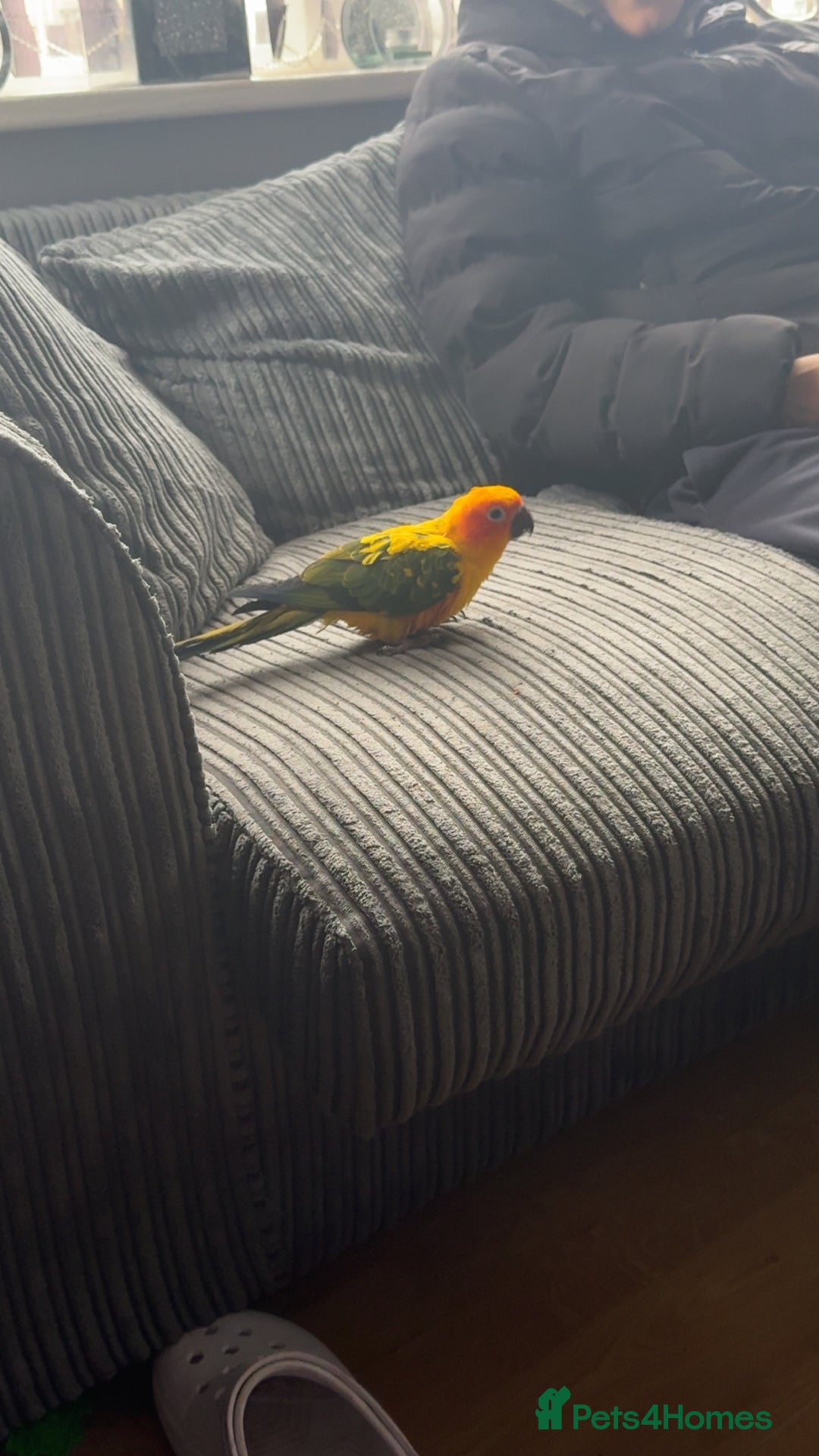 Conures birds for sale: Meeka is around 5 month old  - Image 5