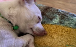 Pomchi dogs for sale: Mr Pennington marshmallow Grabowski  - Image 9