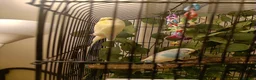 Budgerigars birds for sale: Two beautiful Budgies male and female  - Advert 3
