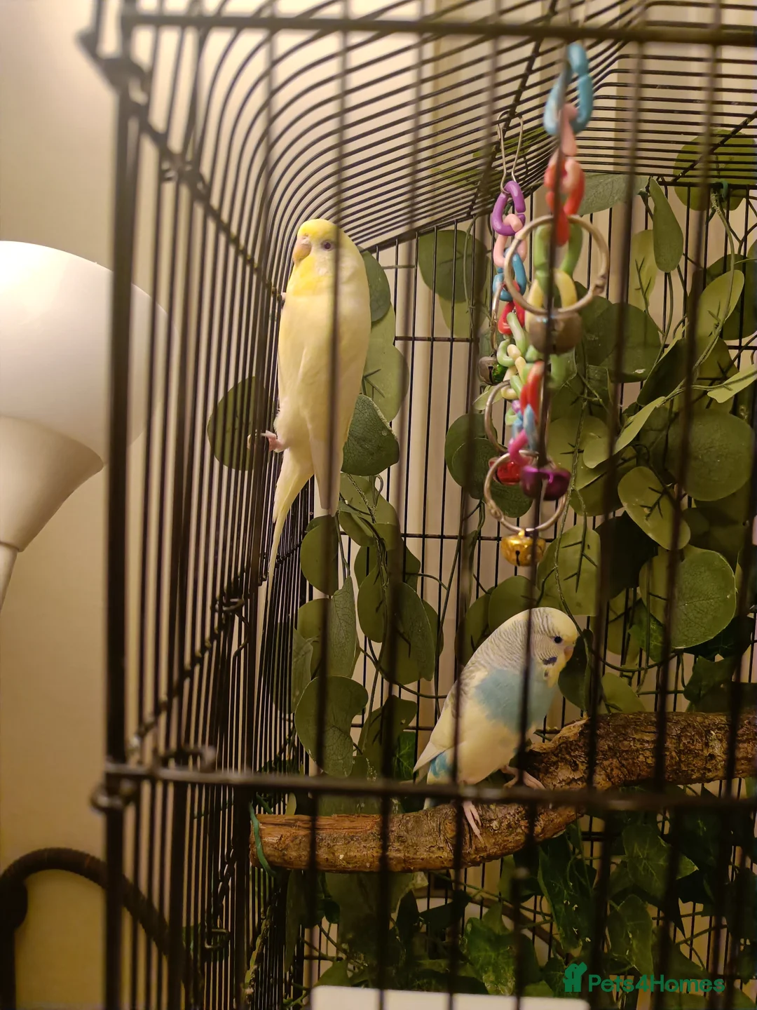 Budgerigars birds for sale: Two beautiful Budgies male and female  - Advert 3