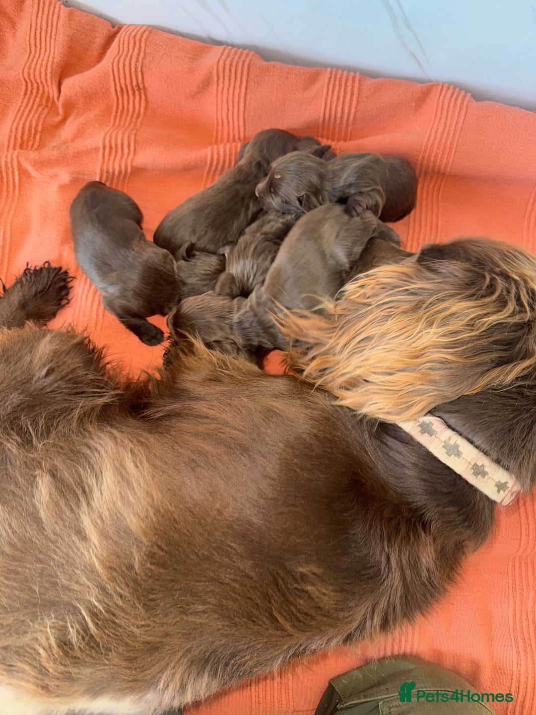 Sprocker dogs for sale: Chocolate Sprocker Spaniel Puppies - Advert 4