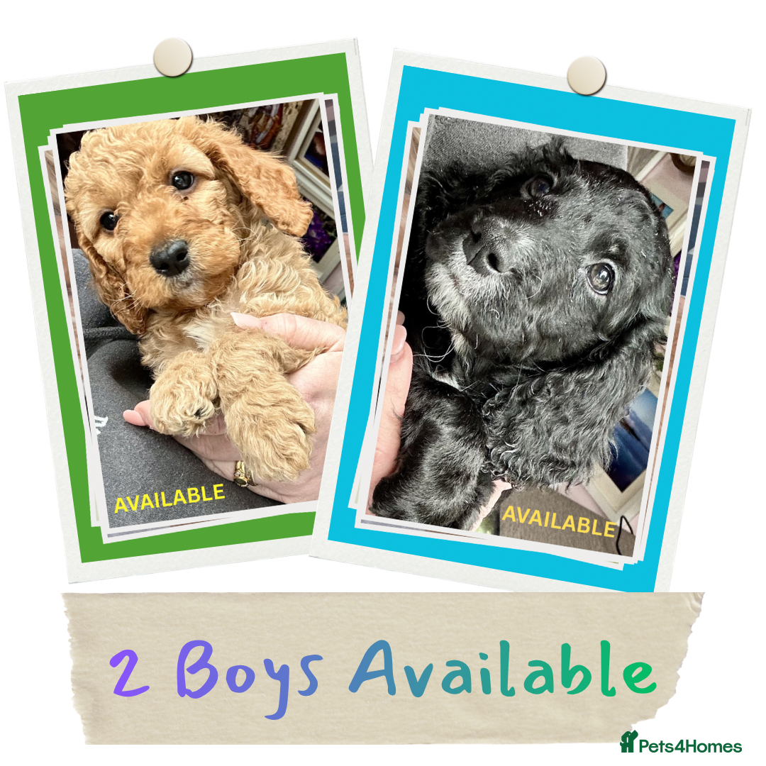 Cockapoo dogs Last litter alert! Only 2 boys available - Advert 18