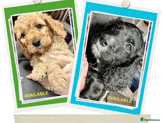 Cockapoo dogs Last litter alert! Only 2 boys available - Advert 18