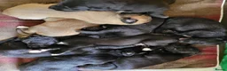 Lurcher dogs for sale: Lurcher puppies - Advert 5