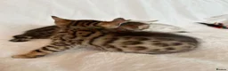 Bengal cats for sale: Stunning Pure Bengal Kittens Ready For Reservation - Advert 20