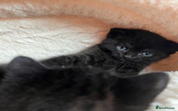 British Shorthair cats for sale: Black BSH x kittens  - Image 9