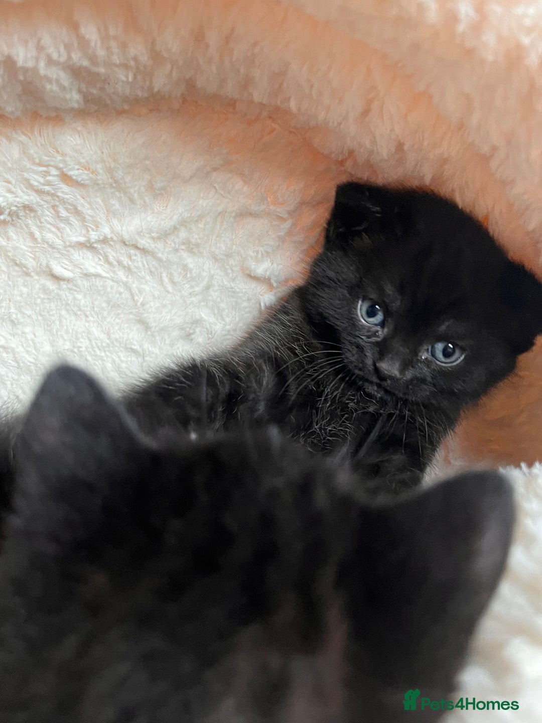 British Shorthair cats for sale: Black BSH x kittens  - Image 9
