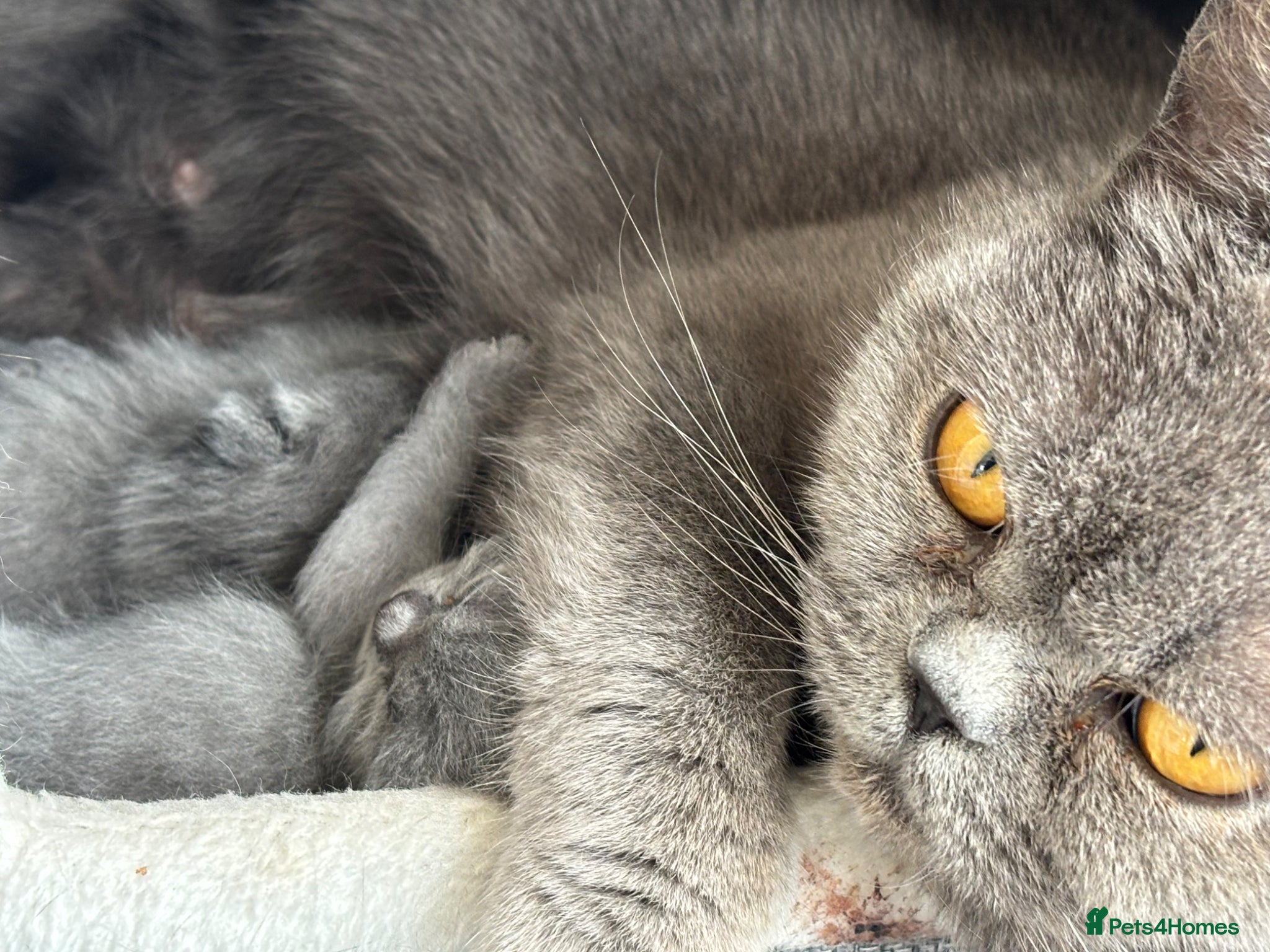 British Shorthair cats for sale: Beautiful family of stunning BSH and Blue - Advert 8