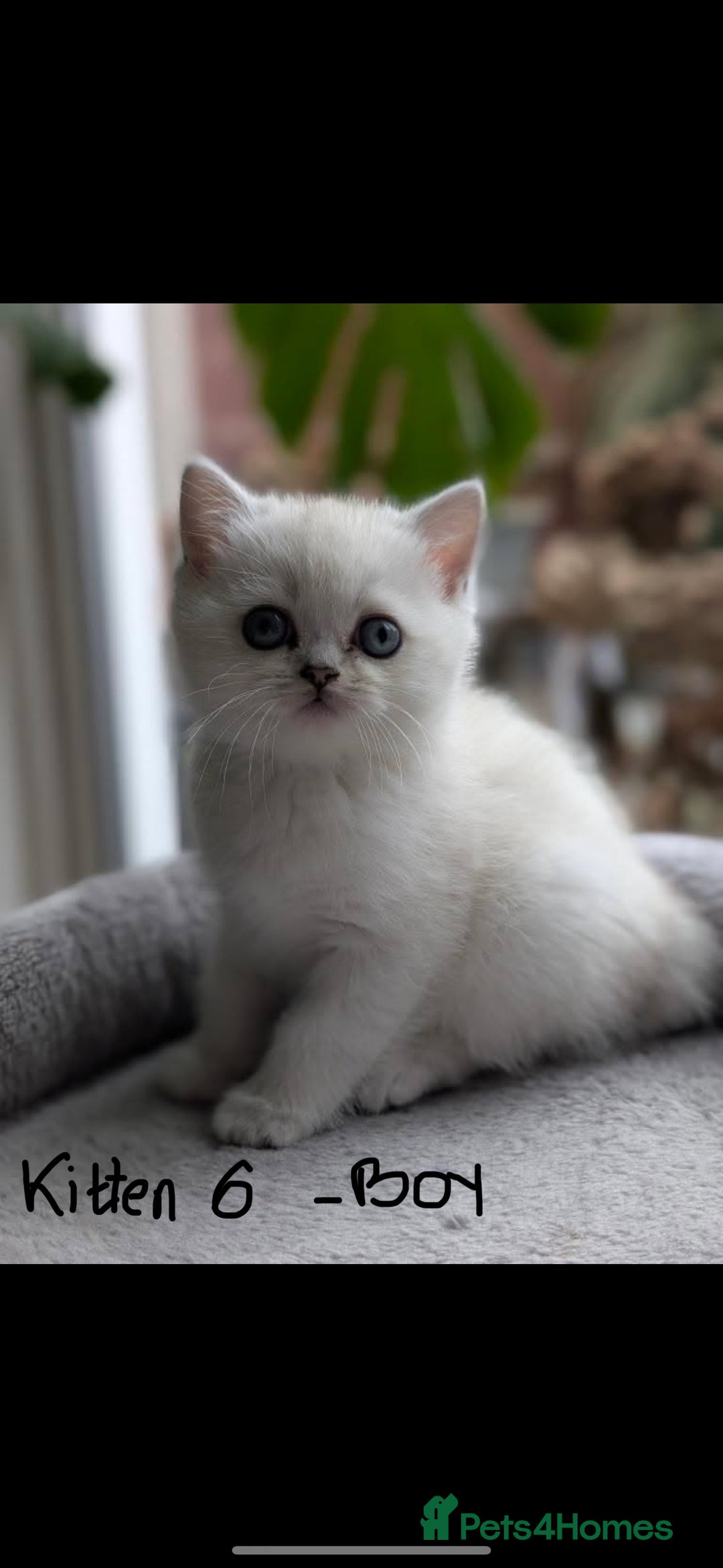 Scottish Fold cats for sale: Scottish fold / chinchilla  - Advert 11