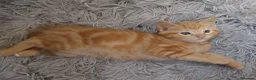 Mixed Breed cats for sale: Beautiful ginger fur baby - Advert 4