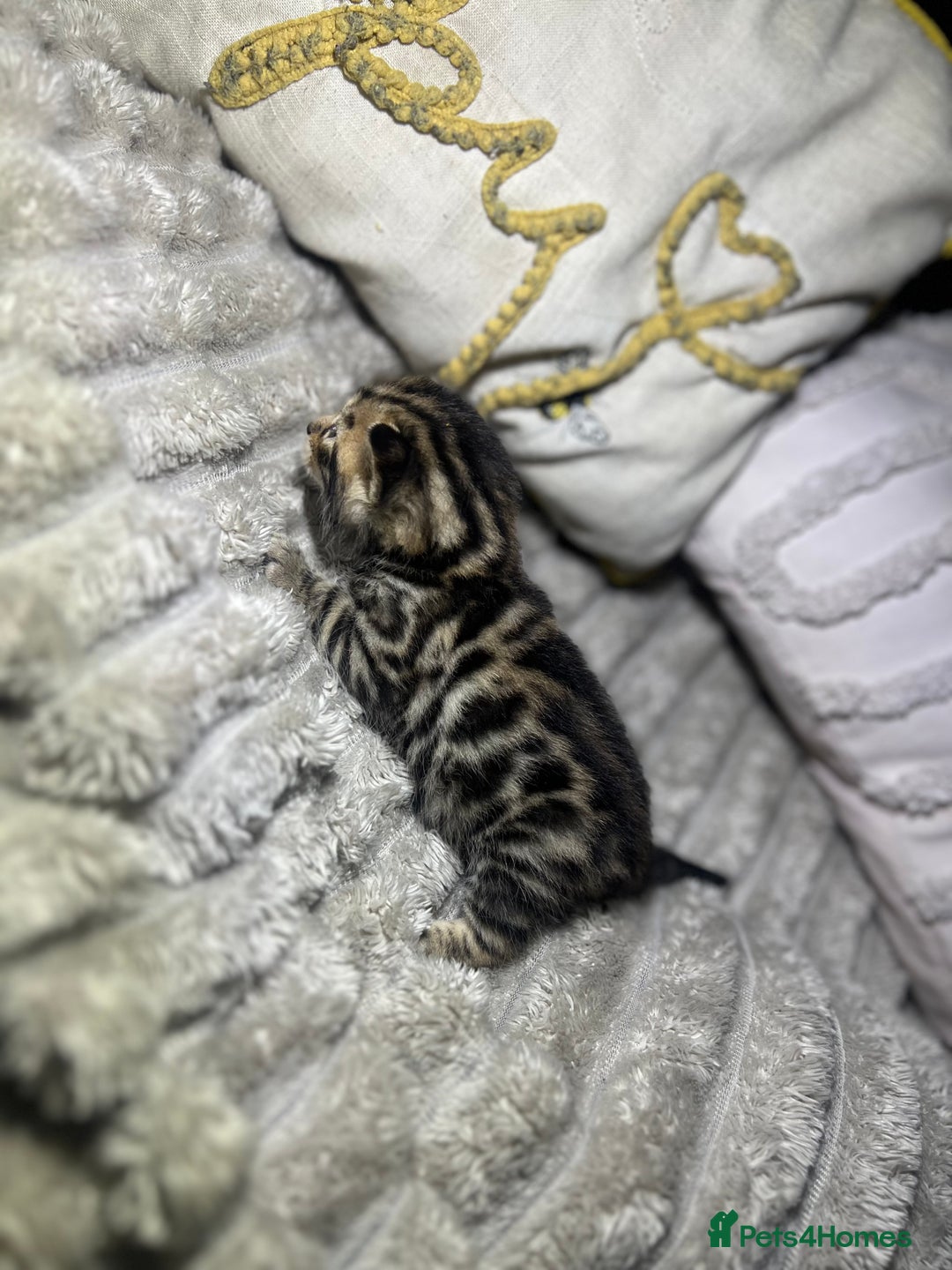 Bengal cats for sale: Beautiful Bengal kittens  - Advert 10