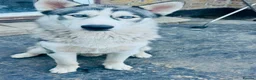 Siberian Husky dogs for sale: 🐾Efe&Sky-looking for a loving home 🐾 - Advert 6