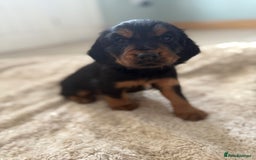 Cocker Spaniel dogs for sale: Working cocker spaniels  - Image 7