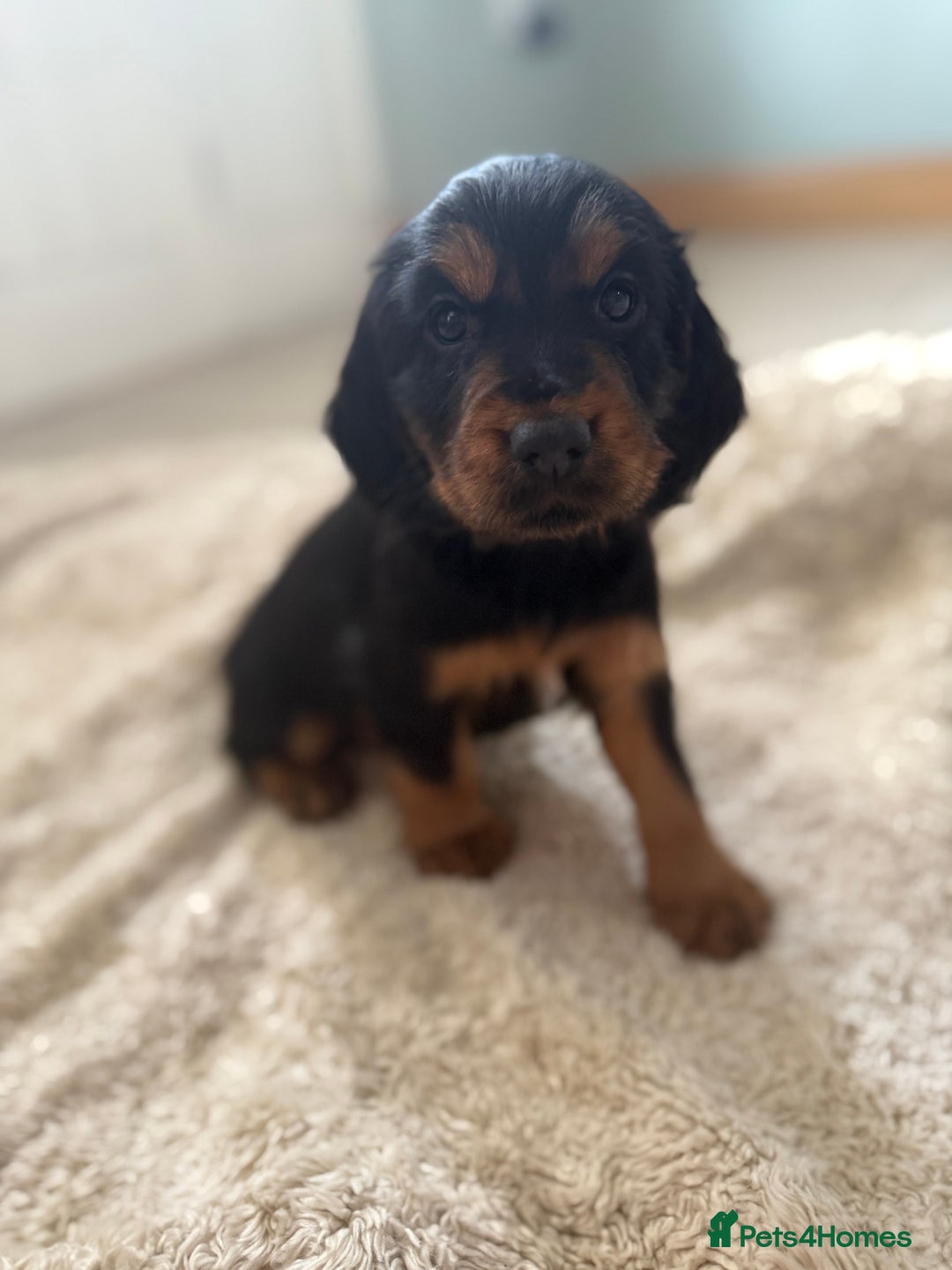 Cocker Spaniel dogs for sale: Working cocker spaniels  - Image 7