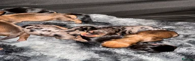 Dachshund 8
