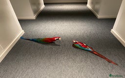 Macaws birds for sale: Greenwing Macaw - Gentle Giant, Very Talkative! - Image 5