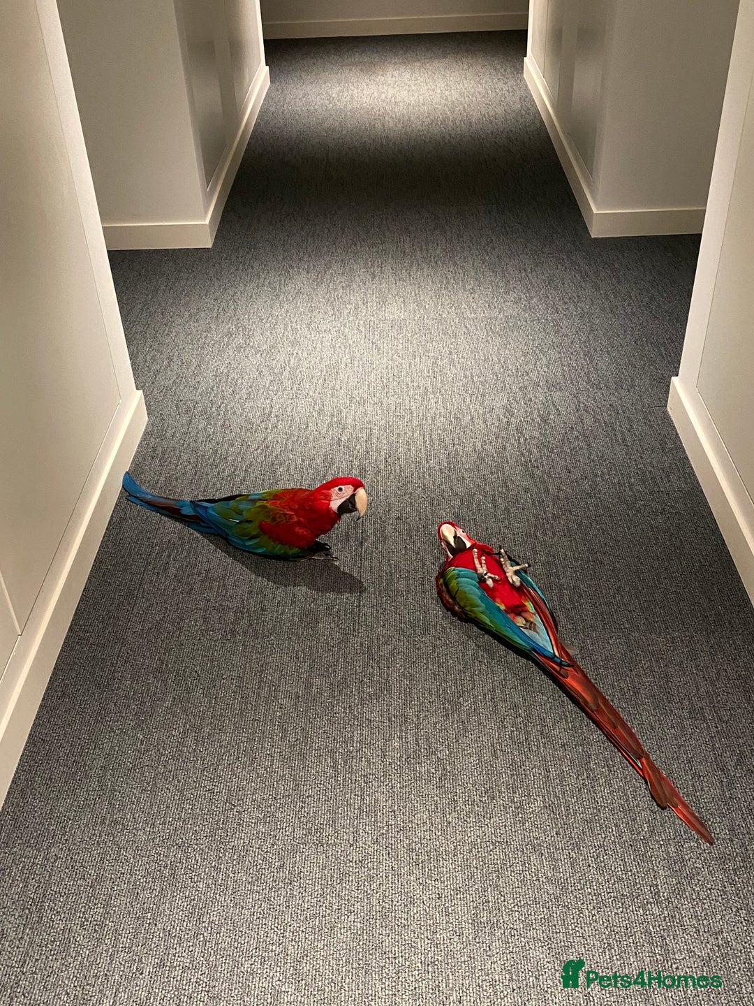 Macaws birds for sale: Greenwing Macaw - Gentle Giant, Very Talkative! - Image 5