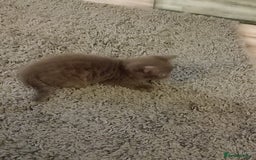 Mixed Breed cats for sale: Male kitten - Image 2