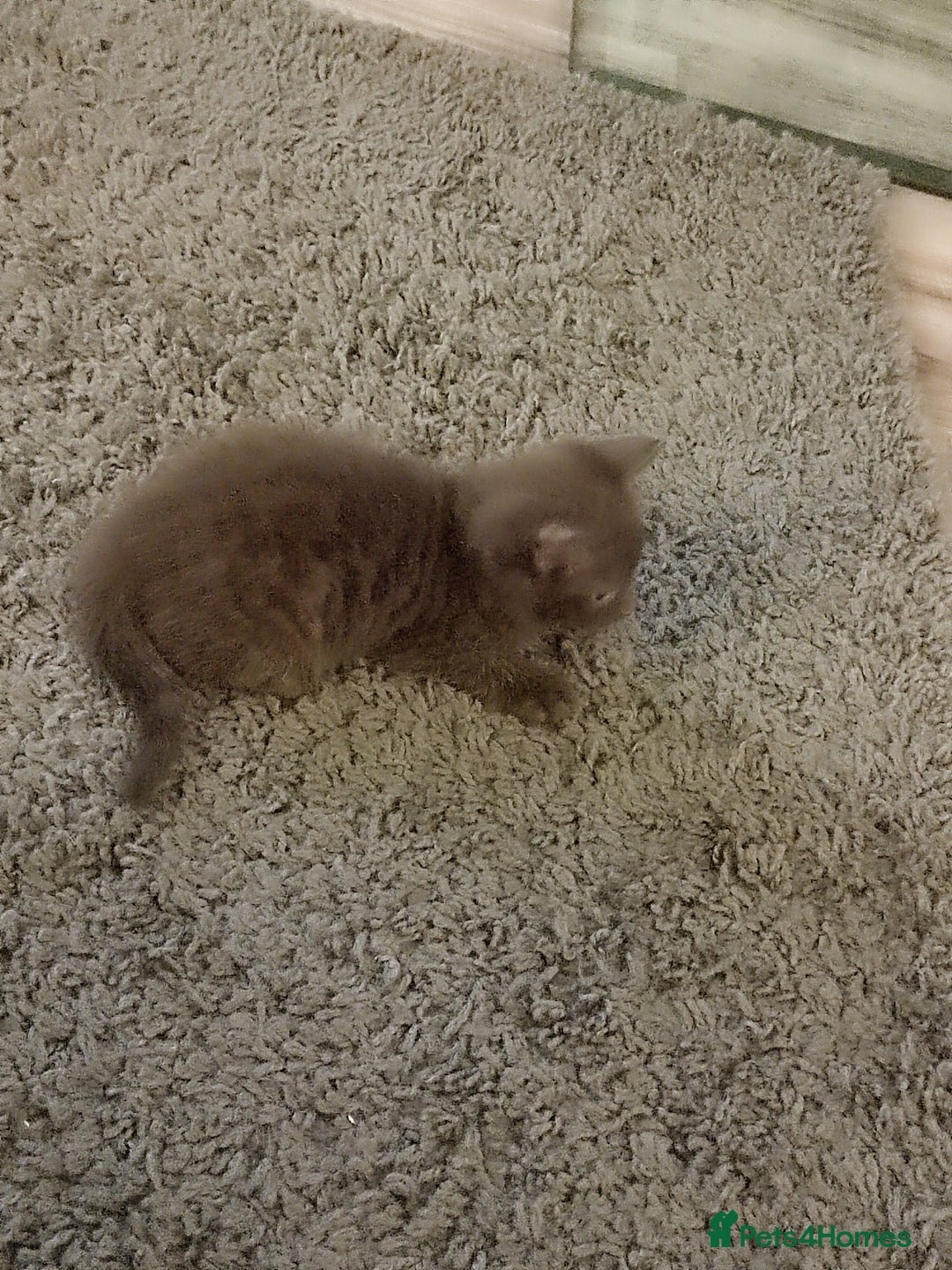 Mixed Breed cats for sale: Male kitten - Image 2