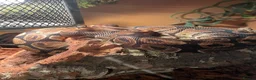 Python Snake reptiles for sale: Royal python  in Southend-on-Sea - Advert 2