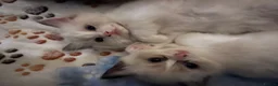 Ragdoll cats for sale: Beautiful baby girl ragdoll  in Liverpool - Advert 12