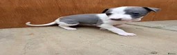 Whippet dogs for sale: Gorgeous Whippets Ready for forever Home - Advert 23