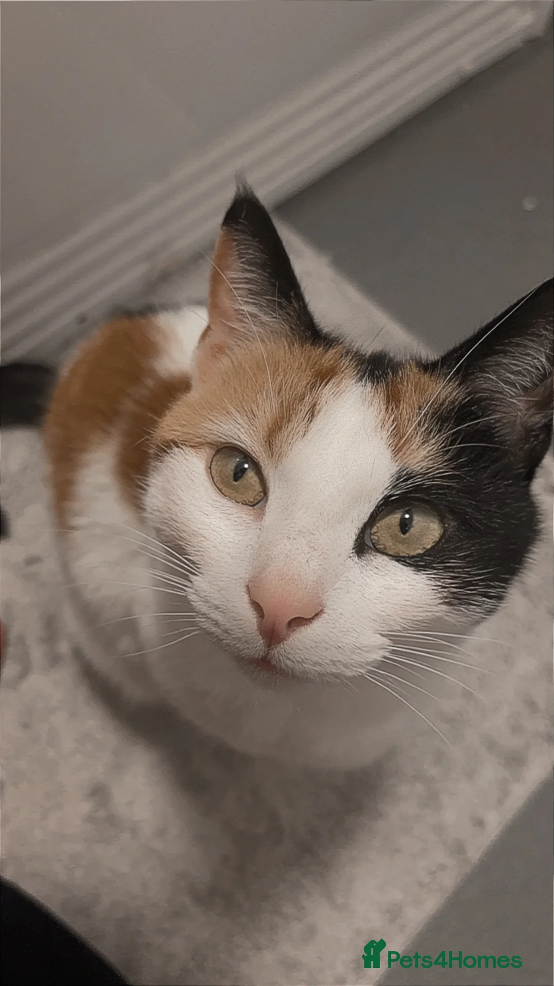 Domestic Shorthair cats for sale: Female cat (Taz) for rehome free - Advert 3