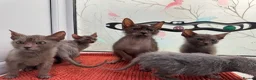 Lykoi cats for sale: Unique Lykoi kittens  - Advert 6