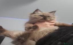 Ragdoll cats for sale: Reduced RARE Brown/mink Green-eyed Ragdoll kittens - Image 16