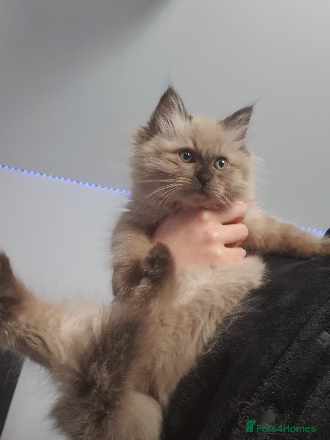 Ragdoll cats for sale: Reduced RARE Brown/mink Green-eyed Ragdoll kittens - Image 16