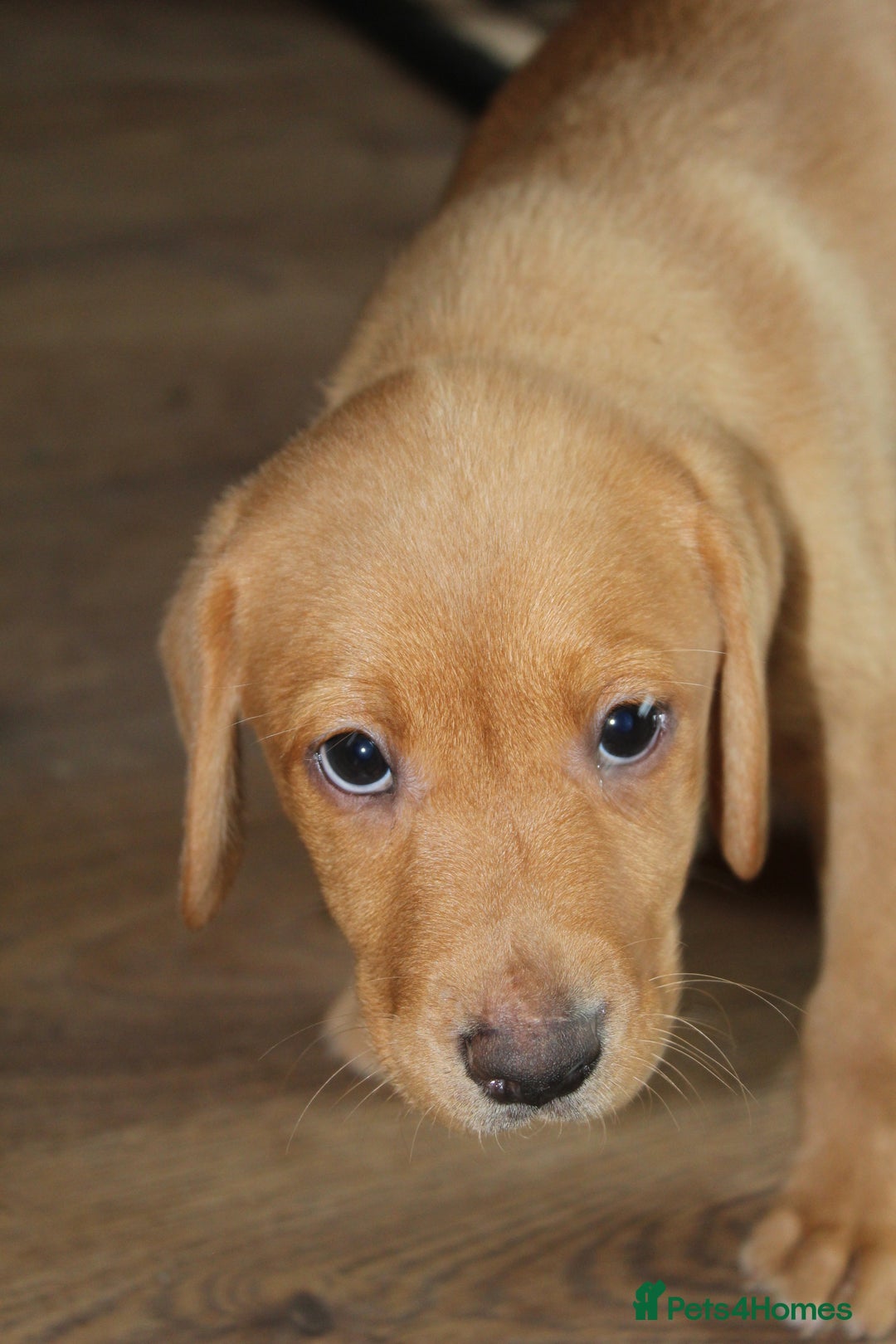 Labrador Retriever dogs for sale: Labrador Pupsfor Sale – Yellow, Chocolate, Black  - Image 30