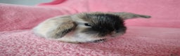 Mini Lop rabbits for sale: Baby mini lops for sale  - Advert 3