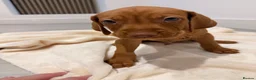 Hungarian Vizsla dogs for sale: Exceptional Hungarian Vizsla Puppies - Advert 6