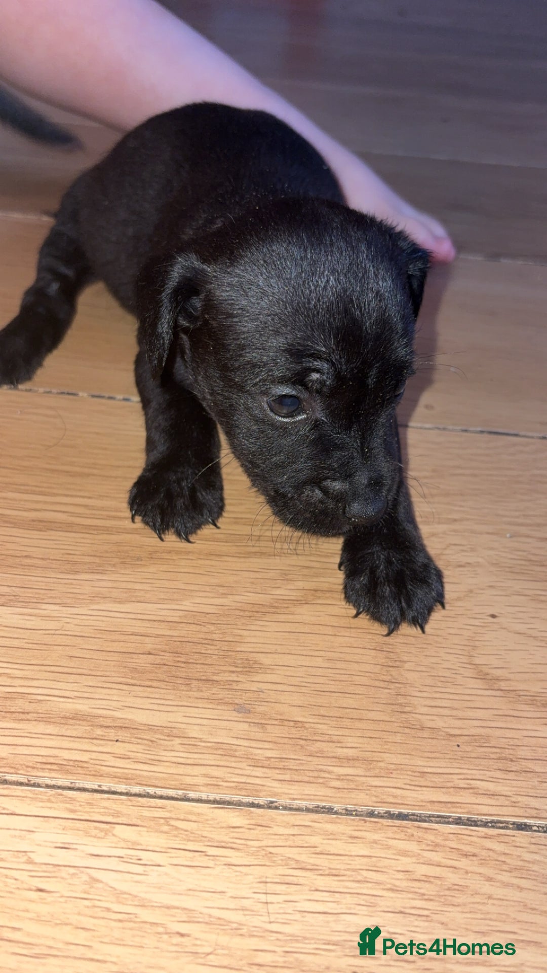 Patterdale Terrier dogs for sale: Patterdale terriers  - Advert 6