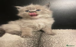 Ragdoll cats for sale: Lnyx male Ragdoll’s ready soon  - Advert 7