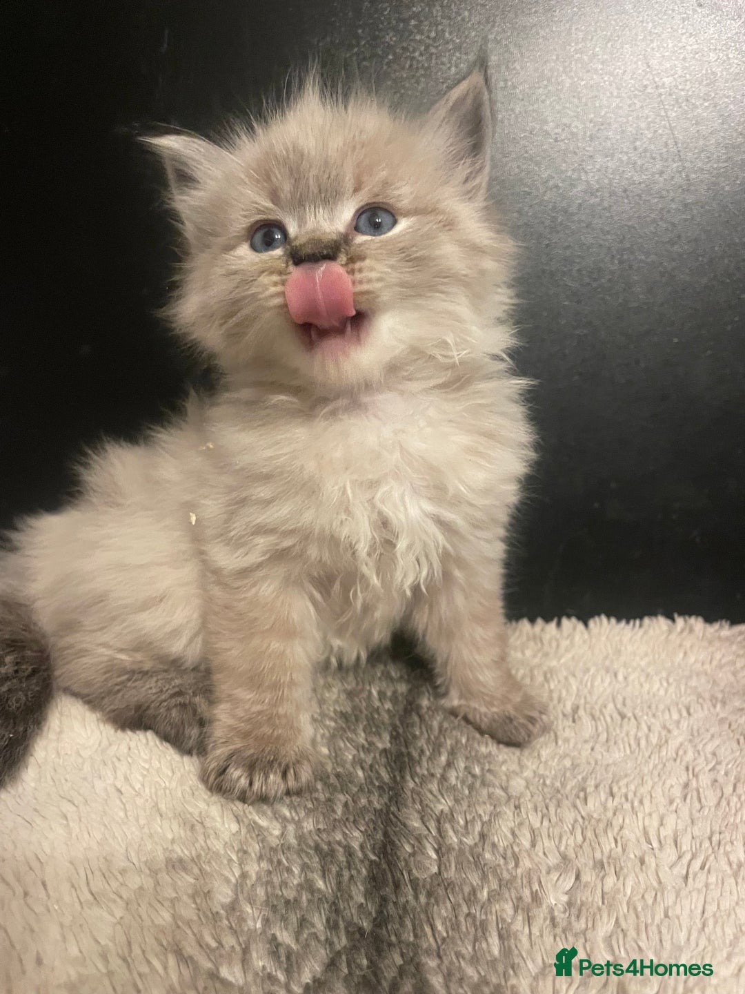 Ragdoll cats for sale: Lnyx male Ragdoll’s ready soon  - Advert 7