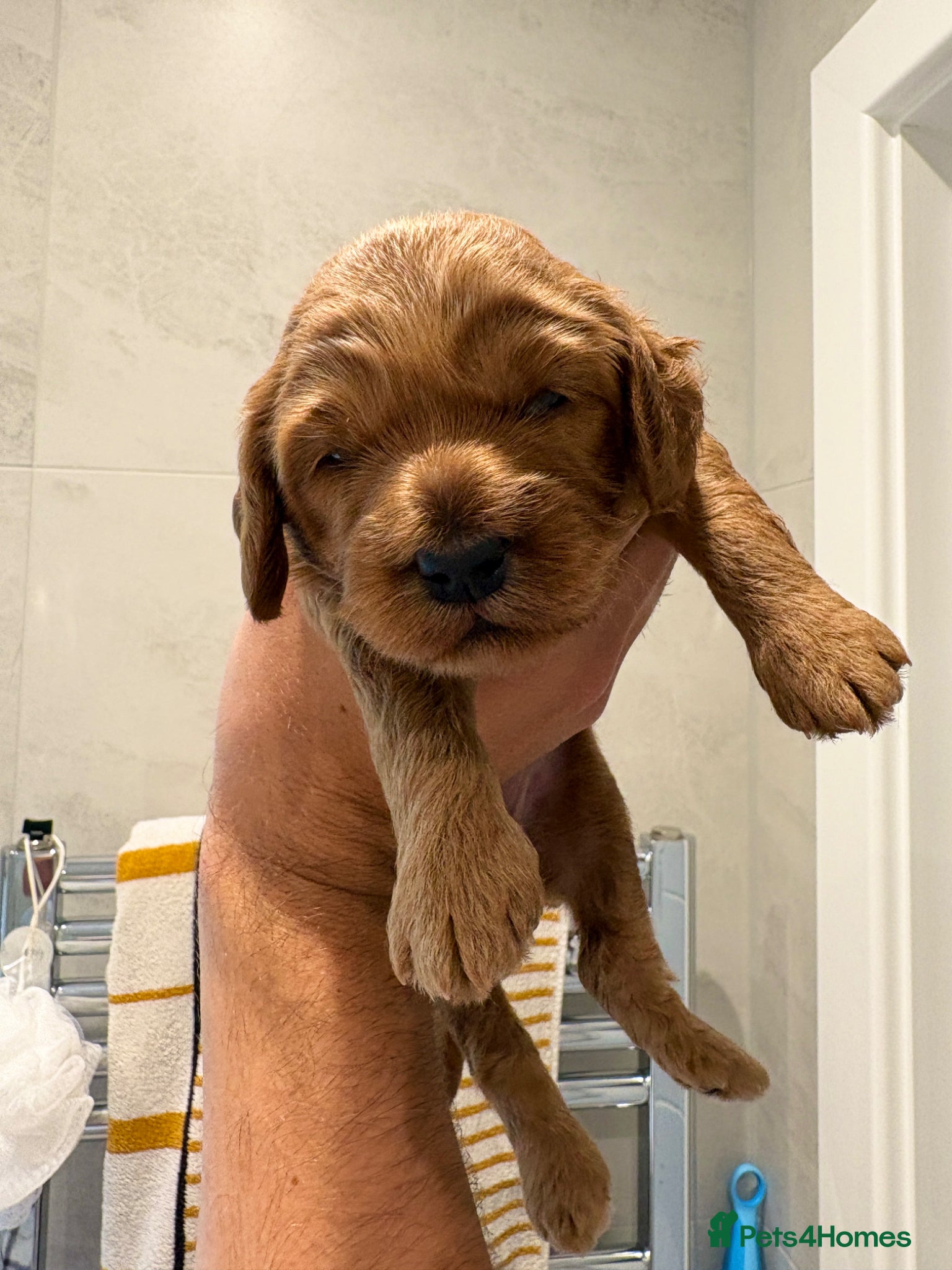 Australian Labradoodle dogs for sale: Stunning Mini Australian Labradoodles Puppies 🐾 - Advert 3
