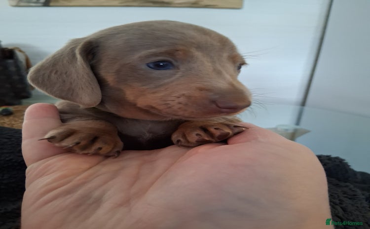 Miniature Dachshund dogs Miniture dachhund - Advert 16