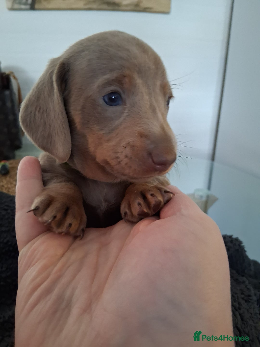 Miniature Dachshund dogs for sale: Miniture dachhund - Advert 8