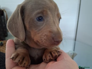 Miniature Dachshund dogs Miniture dachhund - Advert 7