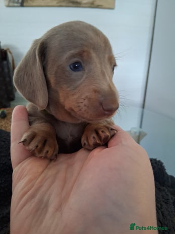 Miniature Dachshund dogs Miniture dachhund - Advert 16