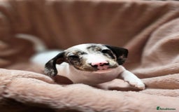 Dachshund dogs for sale: KC Registered Shorthaired dachshunds  - Image 11