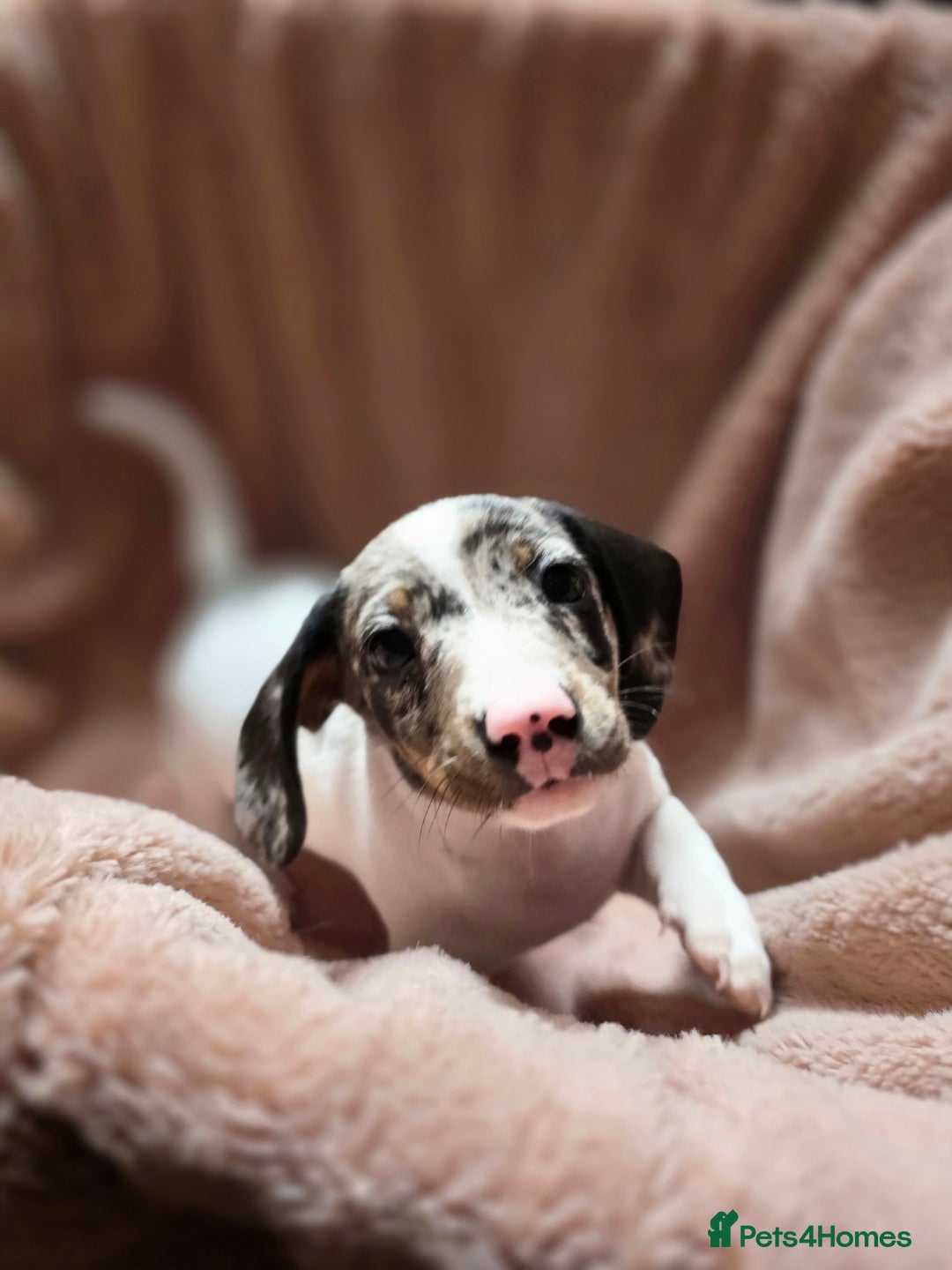 Dachshund dogs for sale: KC Registered Shorthaired dachshunds  - Image 11