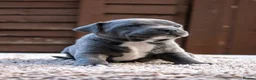 Staffordshire Bull Terrier dogs for sale: Amazing Staffordshire bull terrier litter!  in Welwyn Garden City - Advert 24