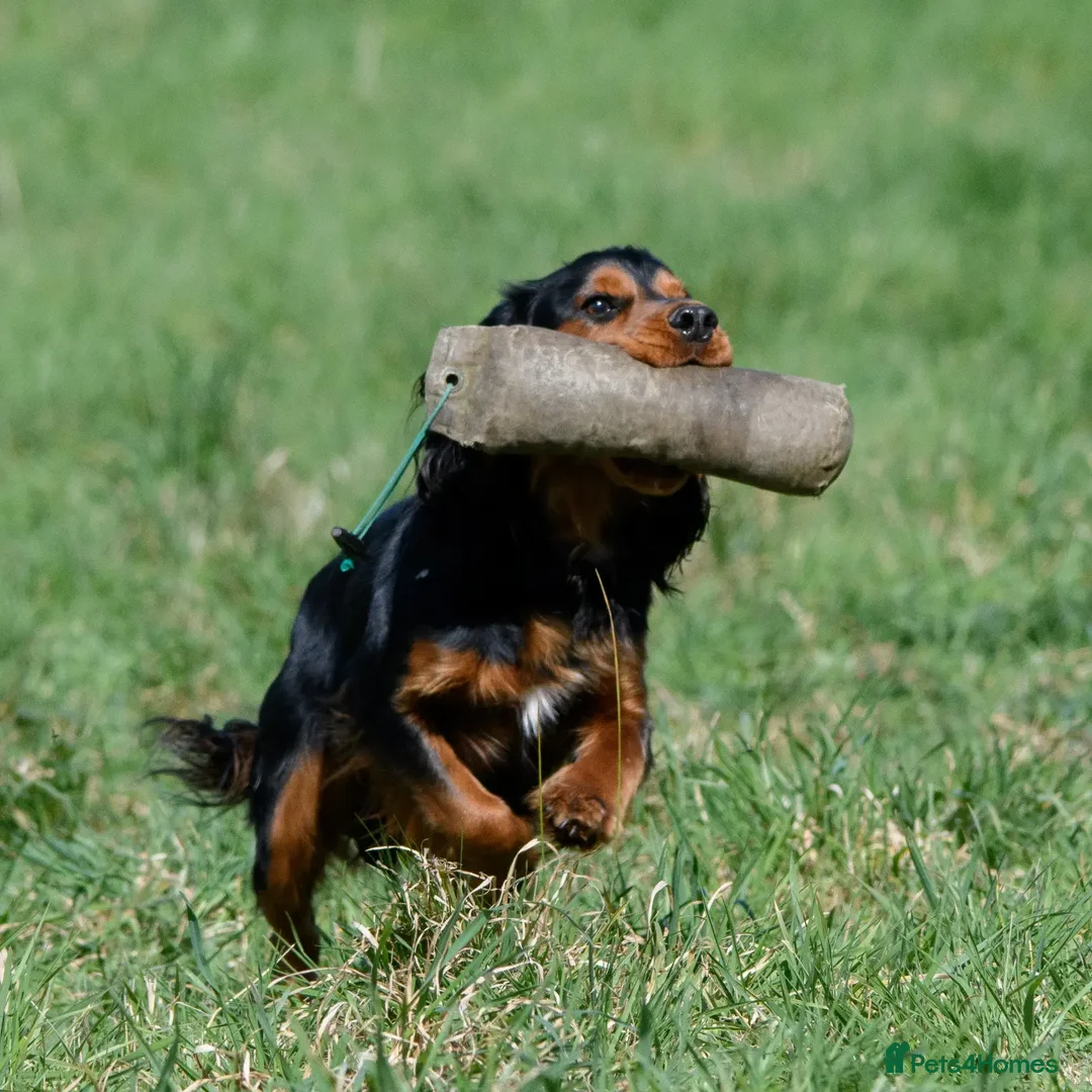 Cocker Spaniel dogs for stud: FTAW KC reg, health tested working Cocker at stud  in Ipswich - Advert 4