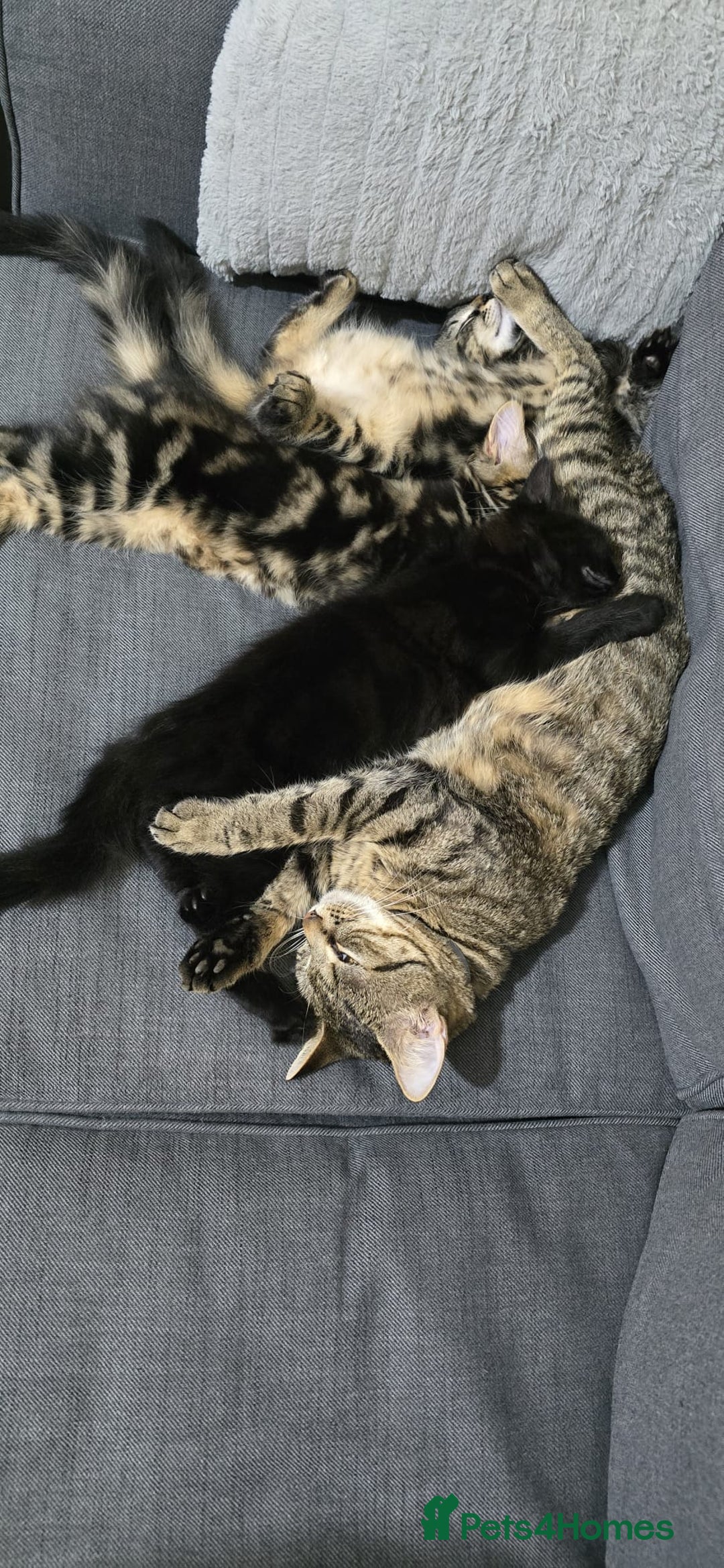 Mixed Breed cats for sale: RH16 3HE - Image 10