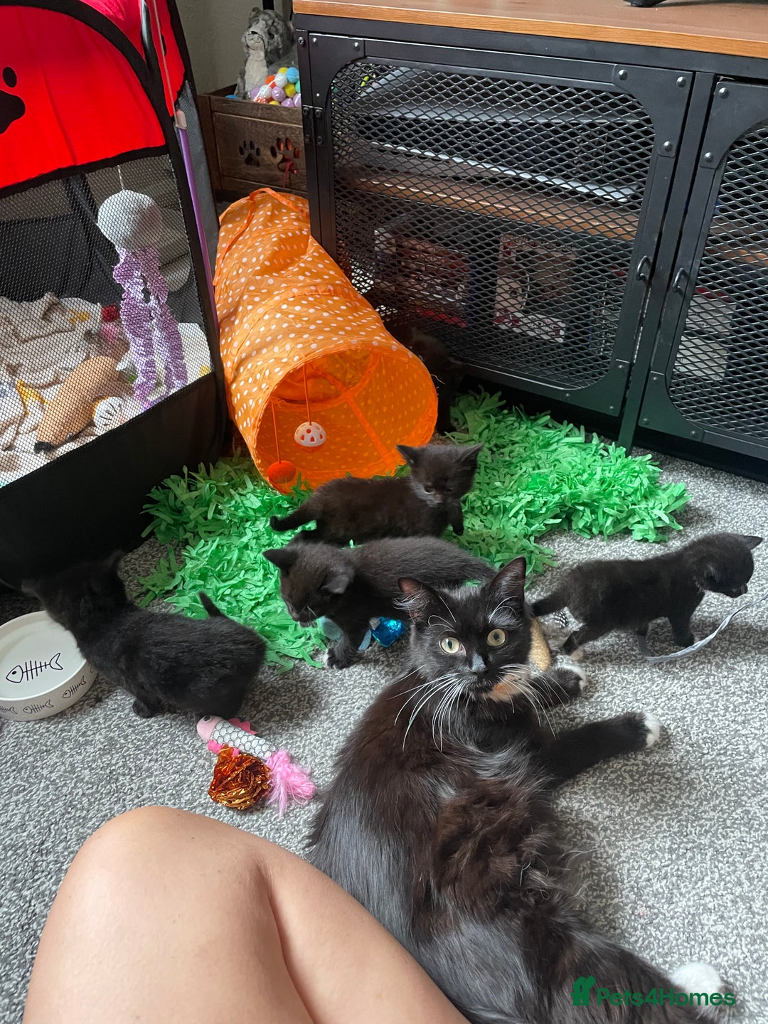 British Longhair cats for sale: Honey’s Kittens!  - Image 6