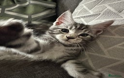 Maine Coon cats for sale: Maine Coon X - Image 4